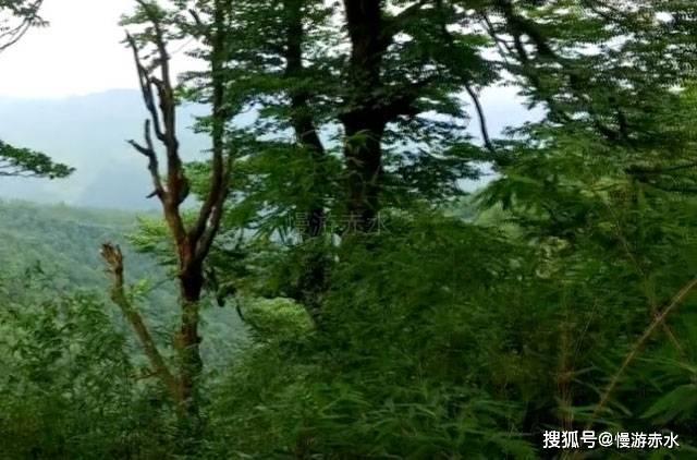 植物大战僵尸16